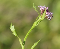 Lobelia jasionoides