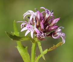 Lobelia jasionoides