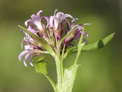 Lobelia jasionoides