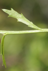 Lobelia jasionoides