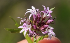 Lobelia jasionoides