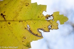 Stigmella apicialbella