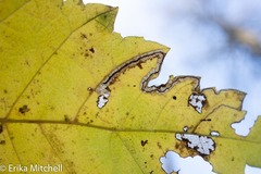 Stigmella apicialbella