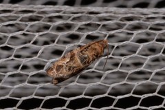 Lobesia transtrifera