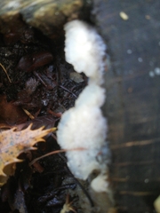 Schizophyllum commune