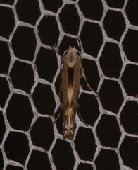 Thiotricha atractodes