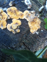 Stereum hirsutum