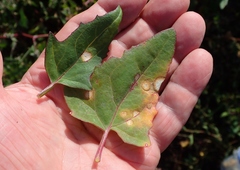 Stagonospora atriplicis