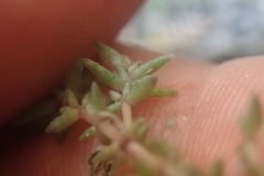 Crassula lanceolata
