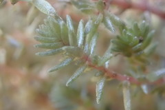 Crassula lanceolata