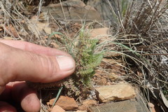 Crassula lanceolata