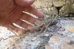 Crassula lanceolata