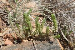 Crassula lanceolata