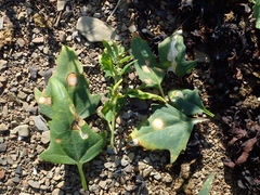 Stagonospora atriplicis