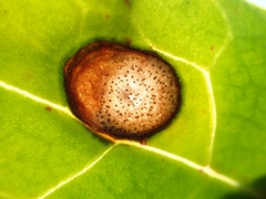 Stagonospora atriplicis