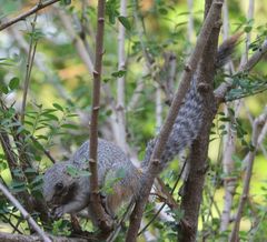 Heliosciurus mutabilis