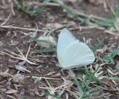 Appias epaphia contracta