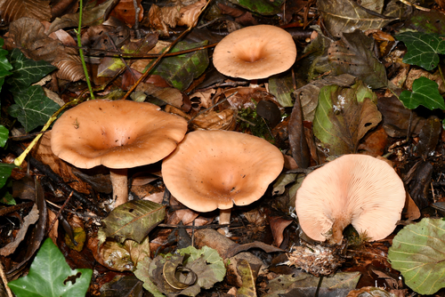 tawny funnel cap
