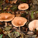 Tawny Funnel Cap - Photo (c) Beat Akeret, some rights reserved (CC BY-NC), uploaded by Beat Akeret