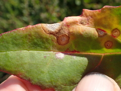 Stagonospora atriplicis