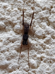 Episinus truncatus