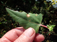 Stagonospora atriplicis