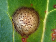 Stagonospora atriplicis