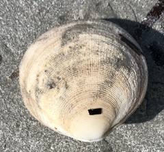 Pseudarcopagia decora