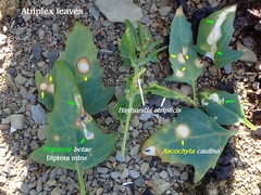 Stagonospora atriplicis