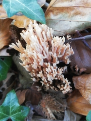 Fungi