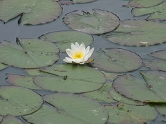 Nymphaea