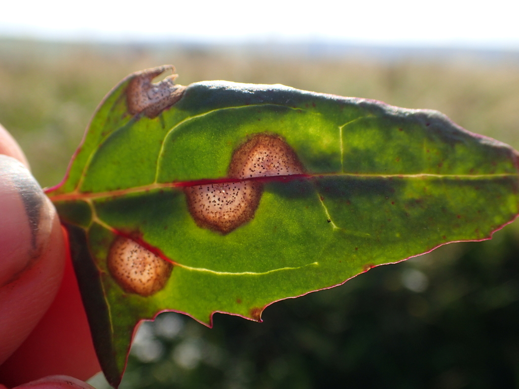 Stagonospora atriplicis