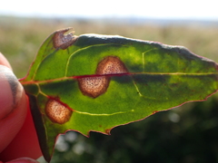 Stagonospora atriplicis