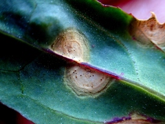 Stagonospora atriplicis