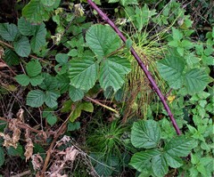 Rubus warrenii