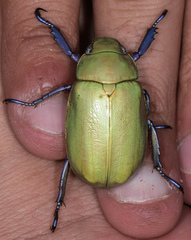 Chrysina beyeri
