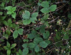 Rubus warrenii