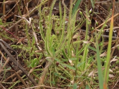 Drosera finlaysoniana