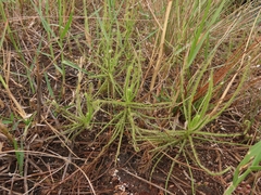 Drosera finlaysoniana