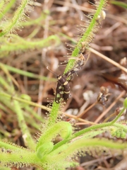 Drosera finlaysoniana