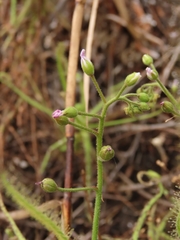 Drosera finlaysoniana