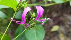 Hypoestes purpurea