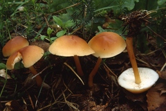 Gymnopus aquosus