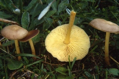Gymnopus ocior