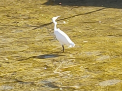 Egretta garzetta