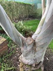 Eucalyptus pauciflora
