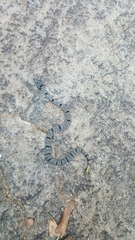 Crotalus lepidus klauberi