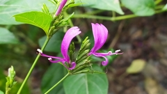 Hypoestes purpurea