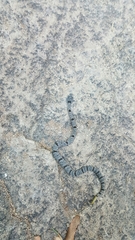 Crotalus lepidus klauberi