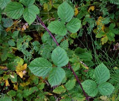 Rubus warrenii